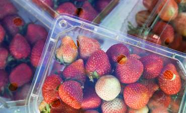 塑料盒里的草莓