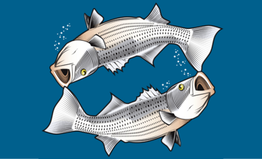 两条条纹鲈鱼的插图