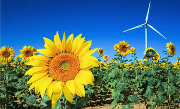 有风力涡轮机的田地里种着向日葵