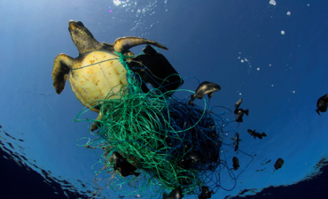 海龟被困在渔网