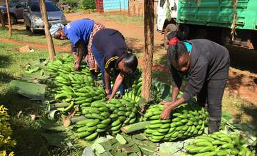 特维加农场，香蕉，肯尼亚