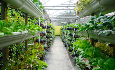 蔬菜使用垂直农场系统发展。