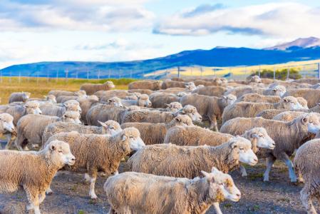 智利巴塔哥尼亚的羊群