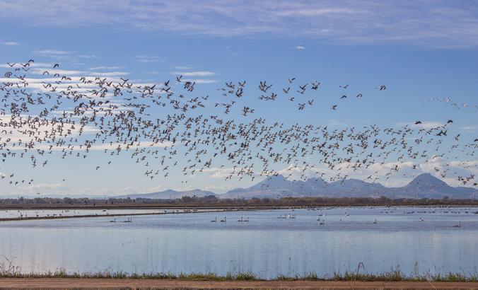 迁徙的水鸟从加利福尼亚萨克拉门托谷冬季淹水的稻田起飞