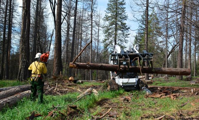 一个维修人员在2017年消除在加利福尼亚州内华达国家森林枯死的树木。
