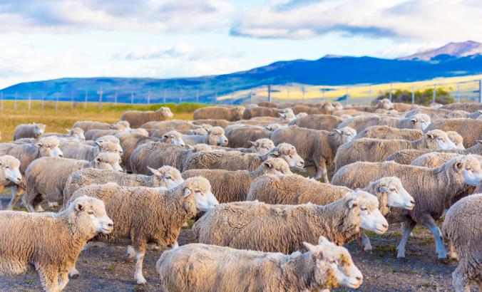 羊在巴塔哥尼亚，智利涌向