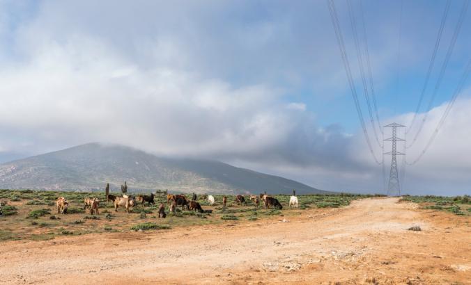 智利乡村的电线，山羊牛在过马路前在田野上吃草。
