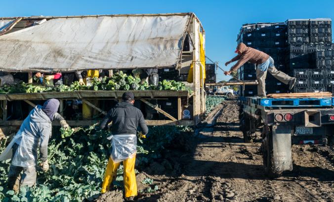 农场工人在田地里收割新鲜的花椰菜，他们把花椰菜切好装箱，然后装上平板卡车。