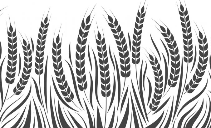 小麦的插图