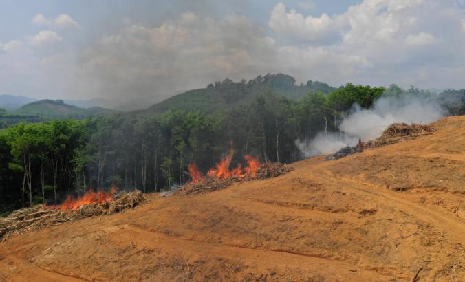 在亚马逊雨林的树被削减和烧伤。
