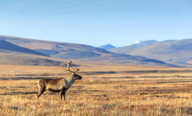 西伯利亚楚科塔苔原上的孤独驯鹿，远处可以看到群山。