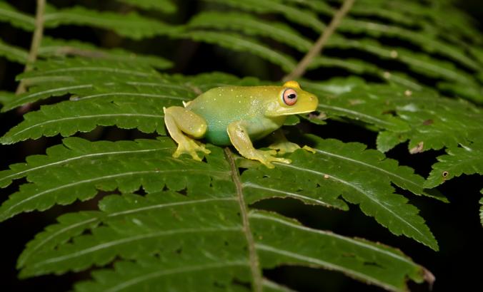 巴西大西洋森林树蛙