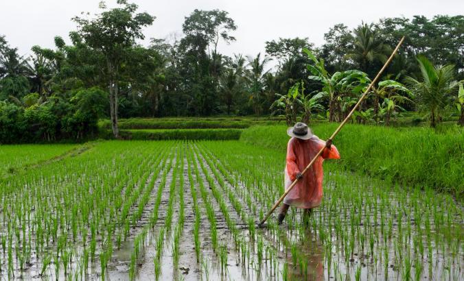 在印度尼西亚乌布，一个农民在雨天照料他的稻田。