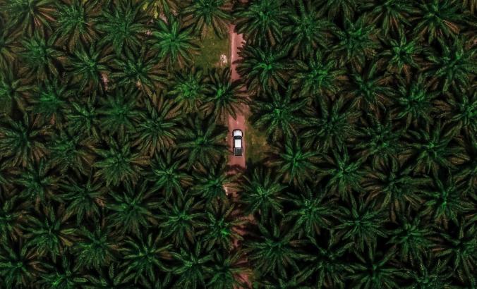 Palm oil trees in Negeri Sembilan, Malaysia.