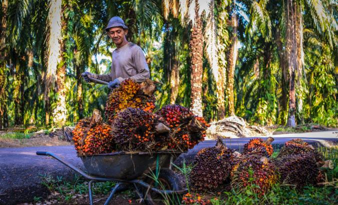 马来西亚新佛州，一名工人将油棕果枝扔进手推车。