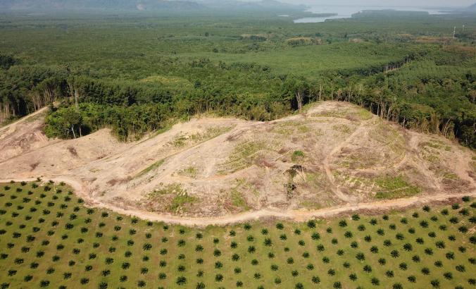 Palm oil plantation showing deforestation in Southeast Asia.