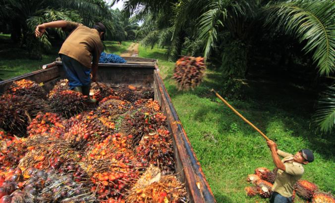 Workers  collecting palm oil