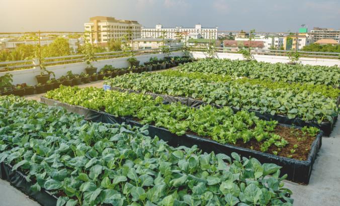 Growing vegetables on the rooftop of the building