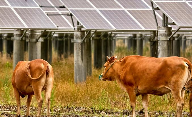 靠近太阳能板的奶牛