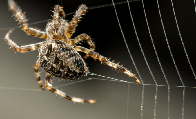 蜘蛛织网的特写镜头