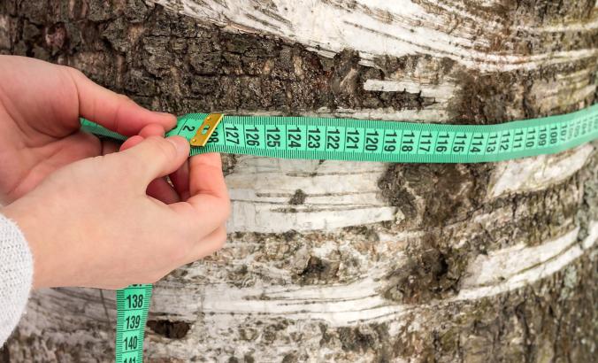 测量树