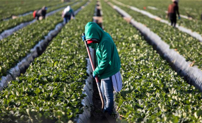 身穿绿色运动衫的农场工人在草莓地里拿着铁锹，其他农场工人和一排排草莓植物在后面