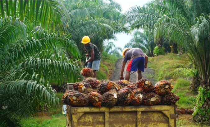 油棕种植园的工人正在收获棕榈树果实，进一步加工后再送到棕榈油加工厂。