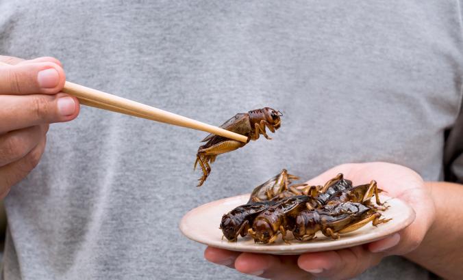 一个人用筷子夹着昆虫