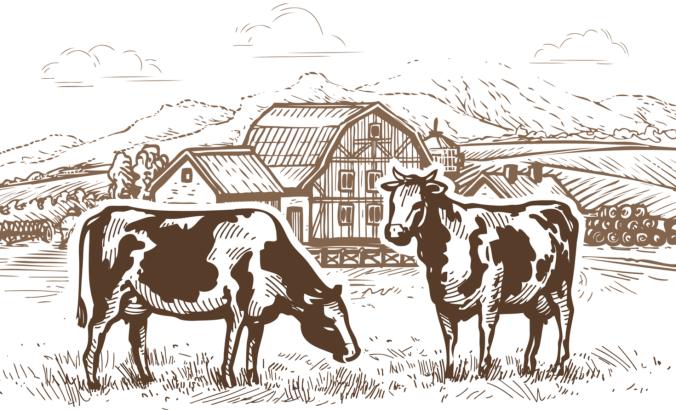 牛在田园诗般的牧场。