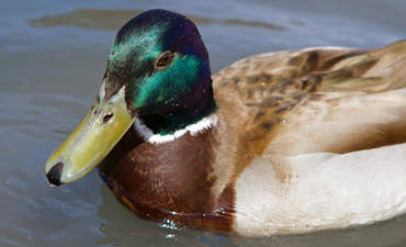 Renewable energy's bird problem featured image