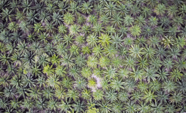 棕榈树林