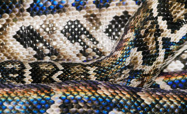 Snakeskin Biomimicry工业设计