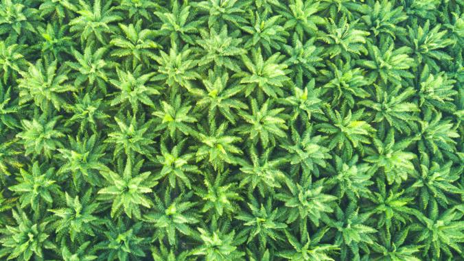 棕榈油种植园的鸟瞰图。
