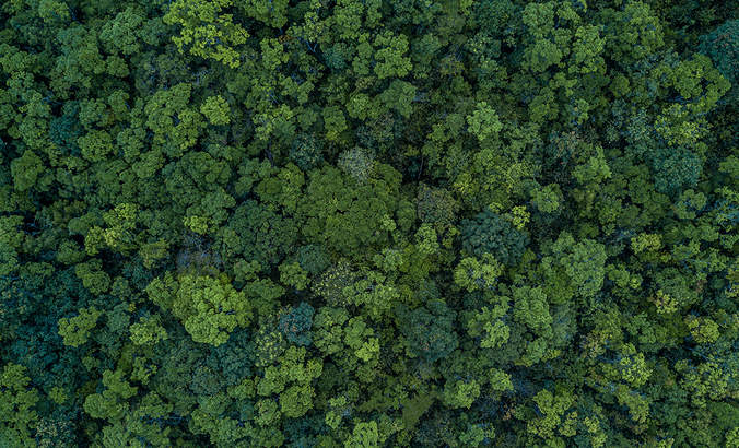 森林的鸟瞰图