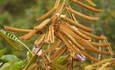 Tephrosia vogelii植物