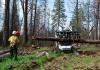 A maintenance crew removes dead trees in Sierra National Forest in California in 2017.