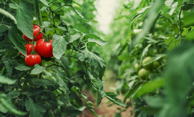温室里生长的西红柿