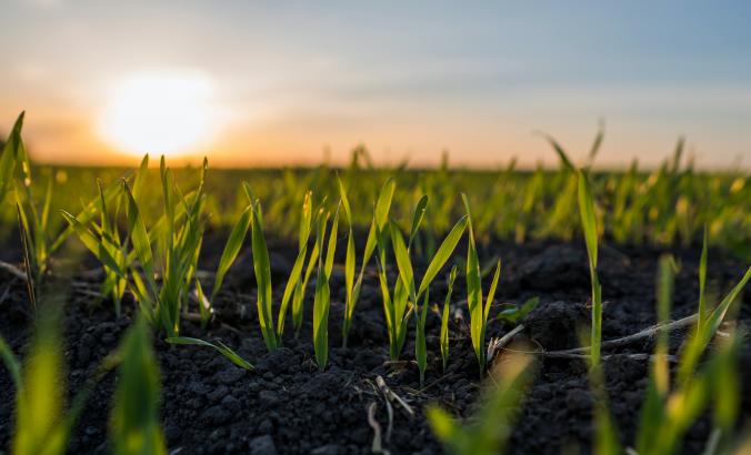 健康的土壤，播种