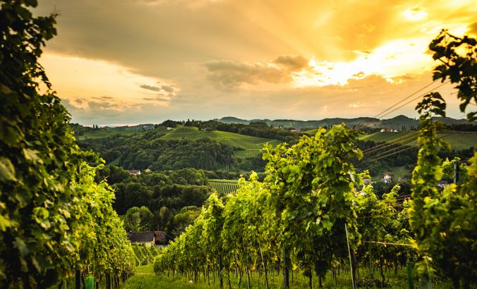 Vinyard